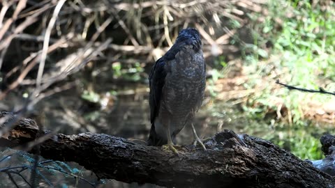 Cooper's Hawk