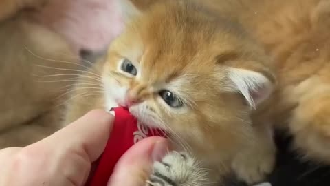 "This Cat is a Treat Monster: Funny and Adorable Moments You Can't Miss!"