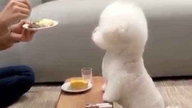 Lovely dog eating