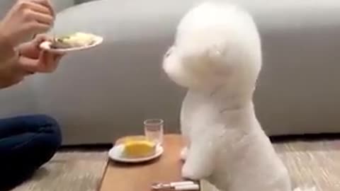 Lovely dog eating