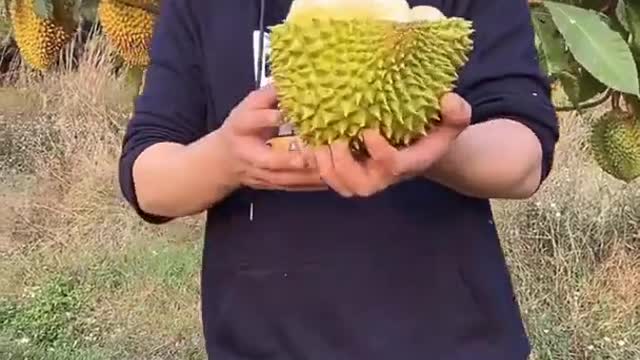 Farm Fresh Ninja Fruit Cutting Desi Satisfying Fruit Ninja Fruit Ideas | Amazing Fruits Video