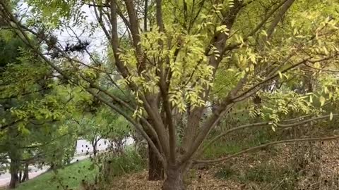 The color of this tree is very special