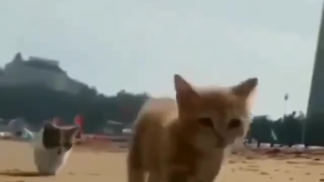 kids picnic to beach and kids cats wonderful day