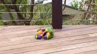 Rainbow Lorikeet couple play with each other on person's balcony