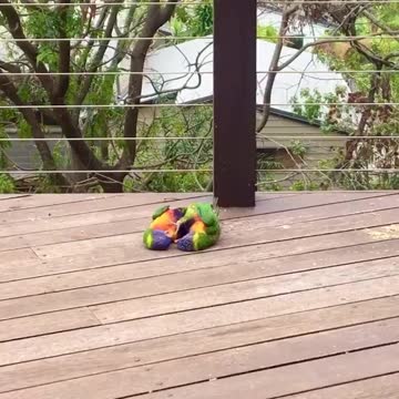 Rainbow Lorikeet couple play with each other on person's balcony