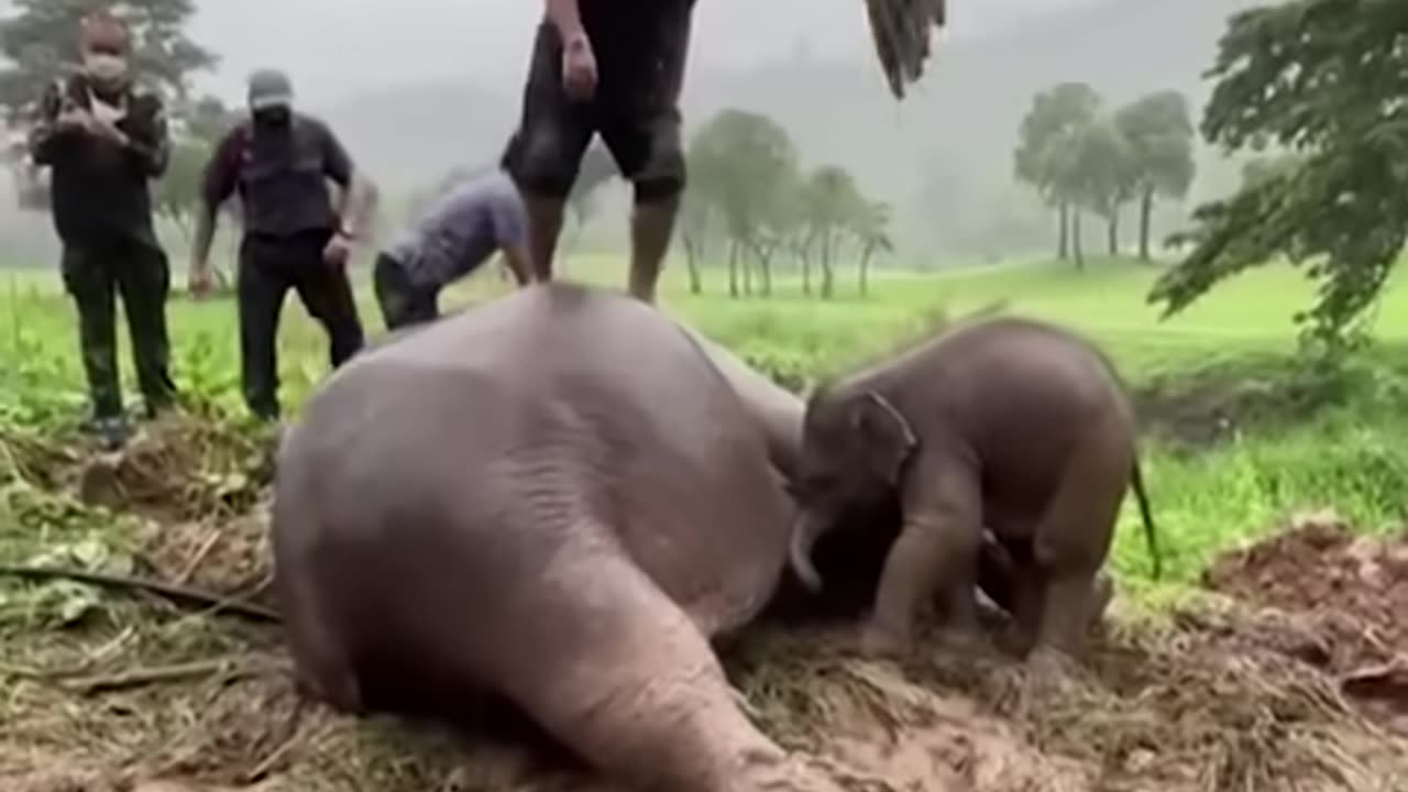 Amazing Rescue 🐘😲