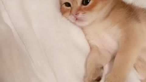 Aww so cute kitties 🐱♥️