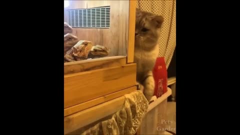 troublemaker cat