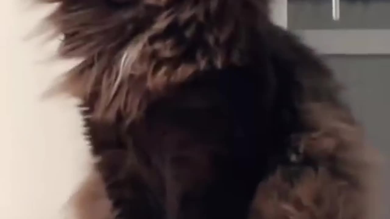 Funny cats and dogs😆 Funny animal videos - Funny animals 174