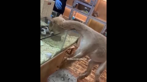 FUNNY CUTE BABY ANIMALS👀😻💞😍
