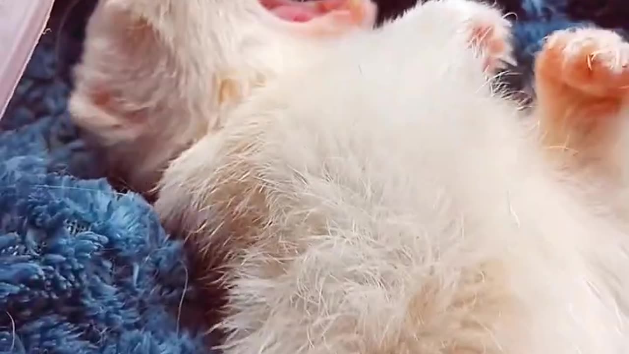 Timon The Ferret had a good life! 🤗😉👍