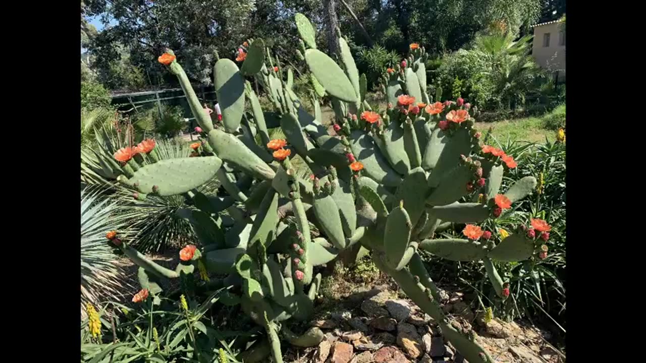 Alt-Tech S2 22 Prickly Pear Introduction to India