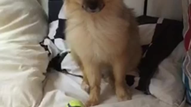 Brown dog laying in bed getting hair dryer blown at it