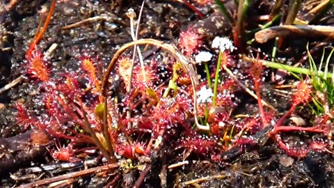 Round-leaved sundew