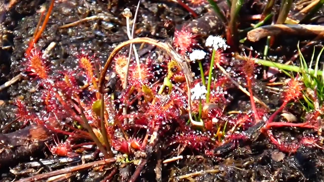 Round-leaved sundew