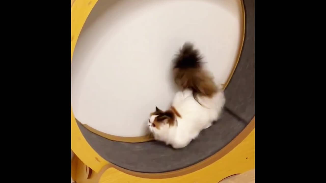 Cat comedy video,# cute cat video,# funny cat.