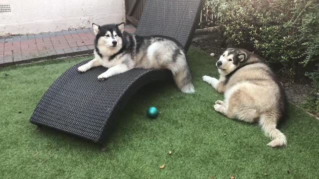 GUARANTEED TO MAKE YOUR DOG HOWL