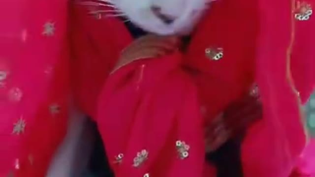 Cute cat fashion show🐱🐱🐱🐈🐈🐈