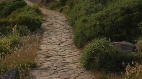 beautiful forest path