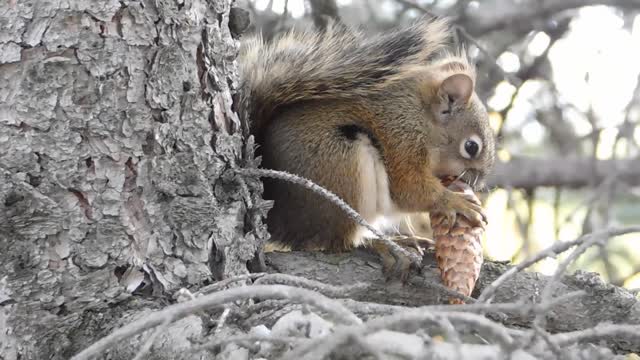 Look at this smart squirrel !! 😨