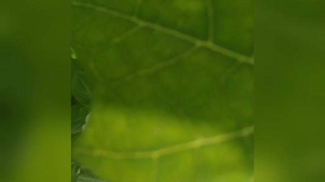 MY HOME GARDEN BLACK BUTTERFLY