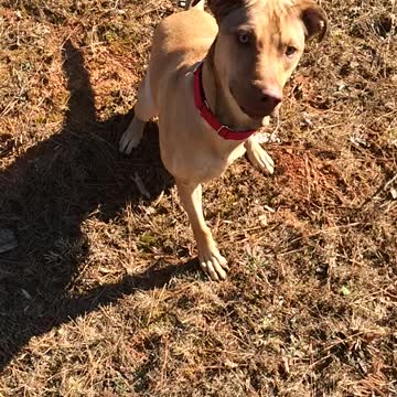 Three legged dog doesn’t know how to fetch.