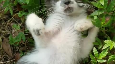 Caty Playing In Tree Leaves