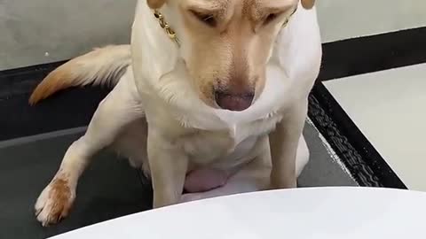 Dog do some fun try to control your laugh