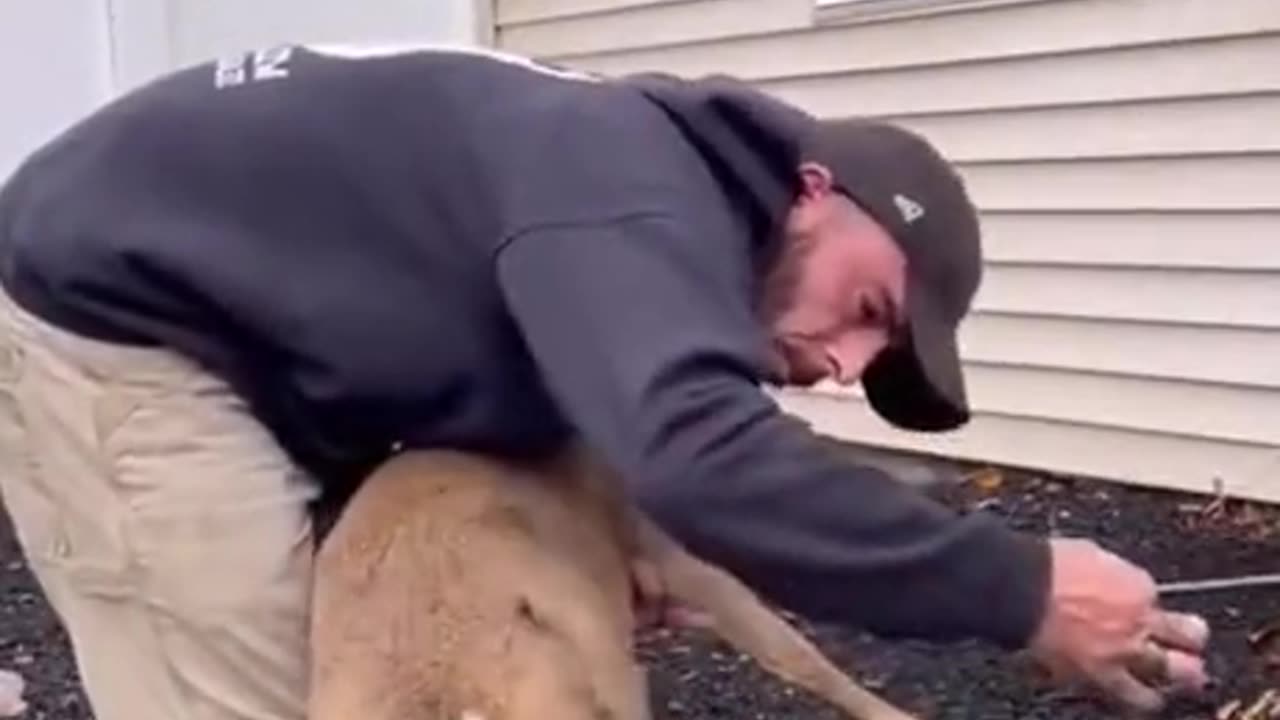 Man rescued deer and nursed it back to health