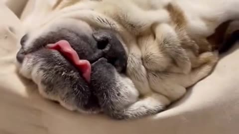 Dogs dreaming like humans