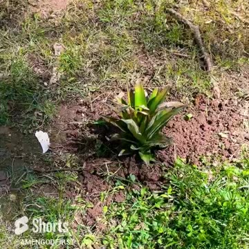 chosen ones plant those seeds!