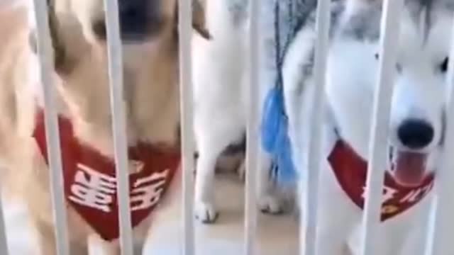 Watch these smart dogs. They are doing best job.