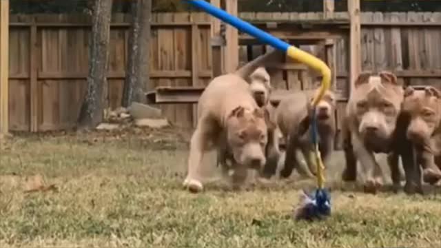 Five {5} American Bull MUSCLE Training Exercises That Will Get Your Dog MUSCULAR!!