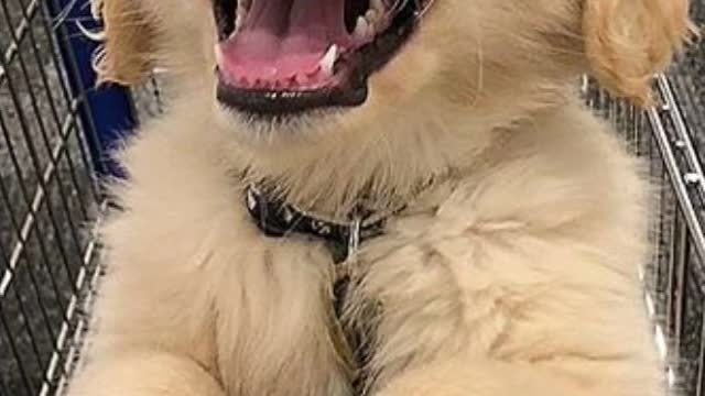 Cute dogs growing