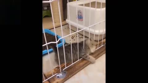 Very funny animals videos
