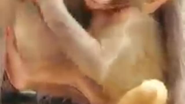 Monkey Protect Wildlife # AnimalLife #Shorts 220322 28