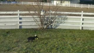 Amadeus the early days. 3rd day and already retrieving toys!