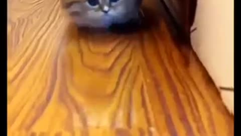 the cutest and funniest kittens