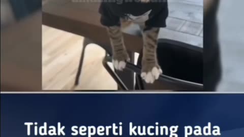 Video lucu