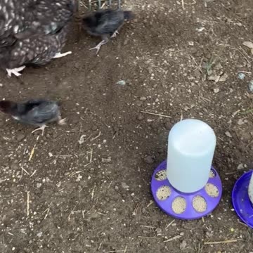 Fist time baby chicks go outside with mama!