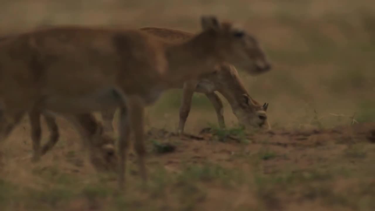 The Saiga Antelope | Stock Videos | Animals | Endangered