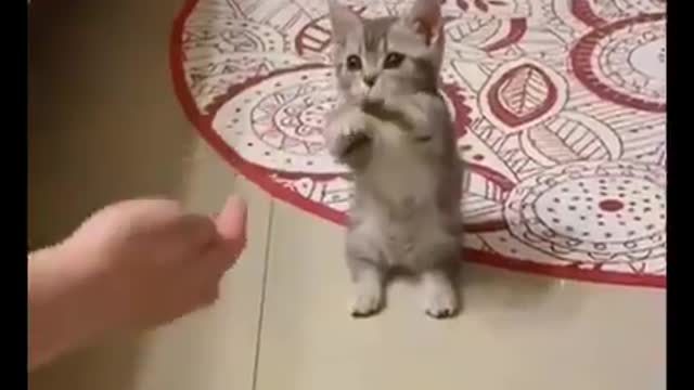 Funny cats compliments.make your day