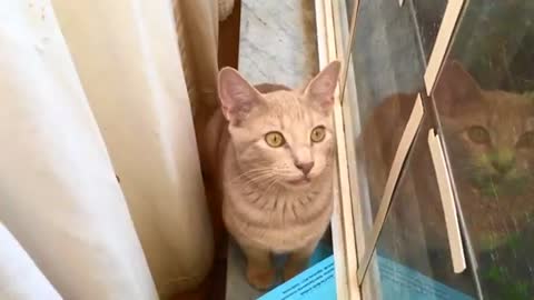 Finn the Orange Cat chatting to a lizard