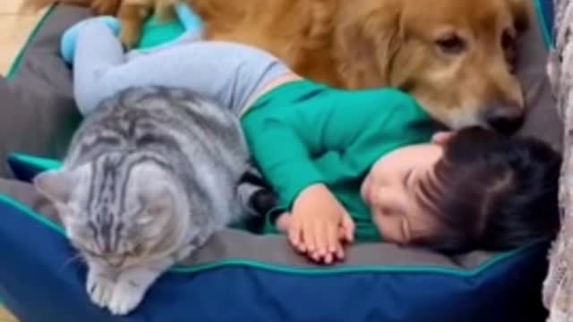 Best dog&cat