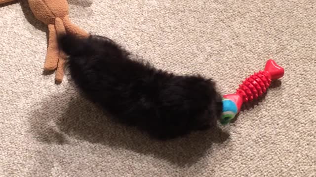 Puppy plays with toys for the first time