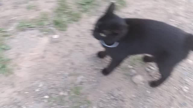 Black cat