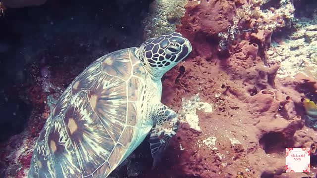 Les tortues regagnent la mer.