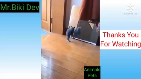 Funny cat dancing in mirror shorts#