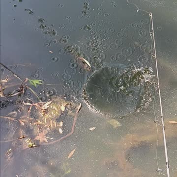 Bluegill kissena park