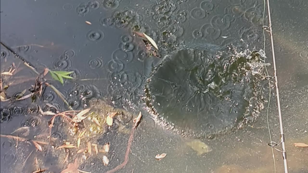 Bluegill kissena park